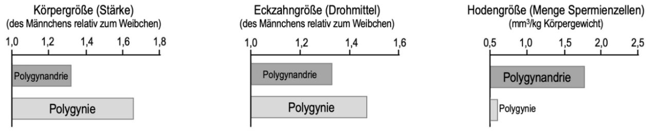 Diagramm zu Körpergröße, Eckzahn- und Hodengröße bei Polygynie und Polygynandrie